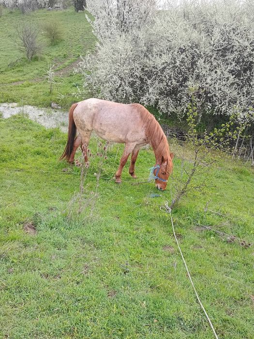 Кубила и конче женско