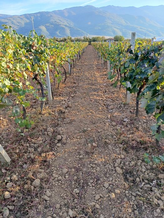 Продава се Земеделски имот в Петрич -  кв.м за 3498 €/дка - Снимка #10