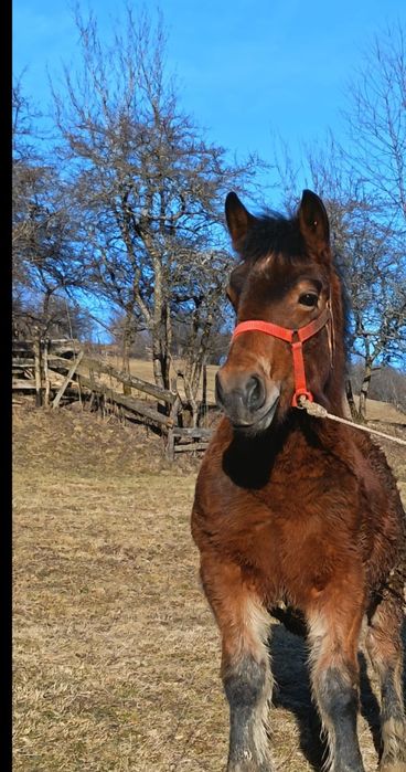 Vând mânz de 6 luni