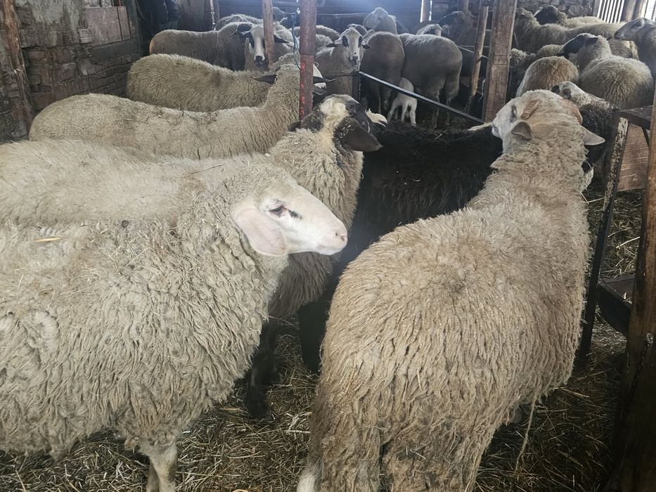 Кози и Овце цена по договаряне.