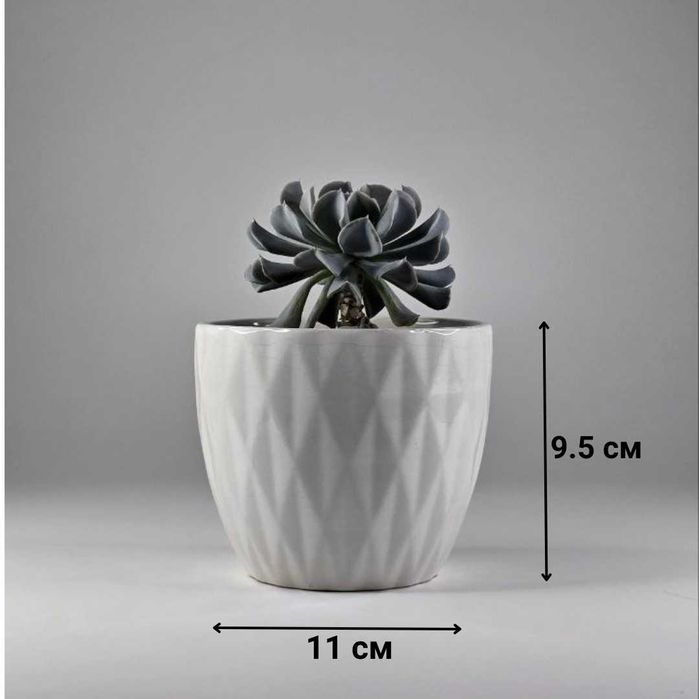 Суккуленты и композиции из суккулентов