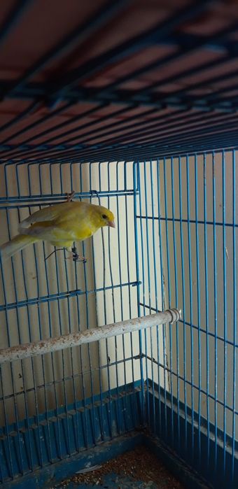 Кенаров отлично поют