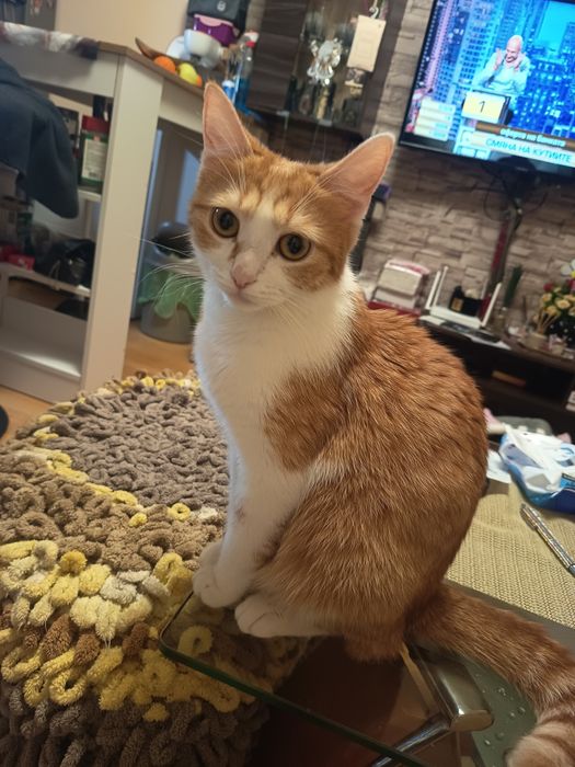 Подарявам котки една майка с две малки