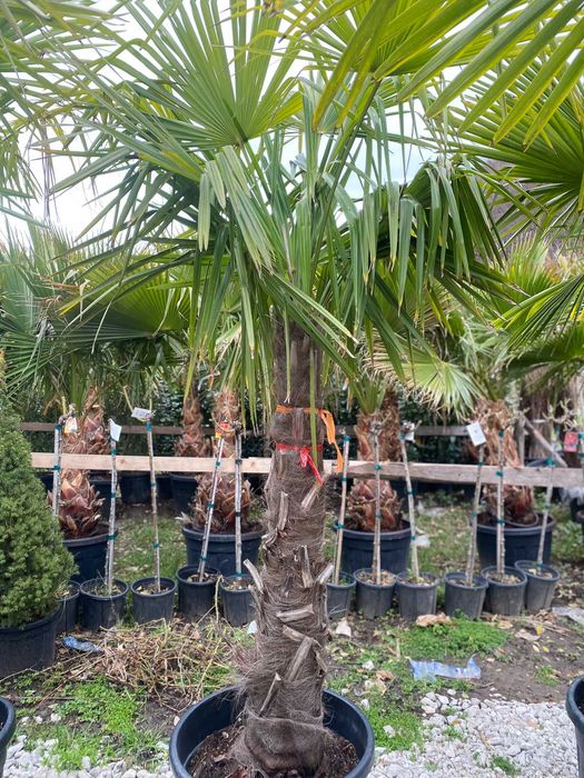 Palmier Trachycarpus Fortunei pentru Amenajări Exterioare