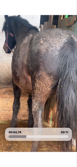 Семіз бие жирная кобыла