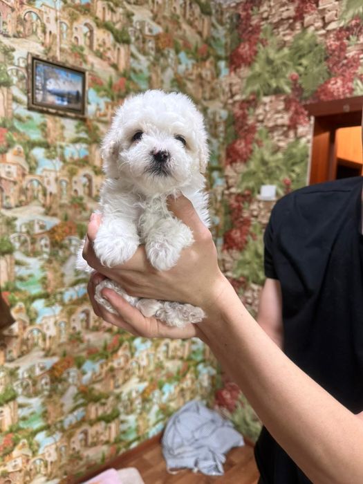 Продам щенков мальтипу