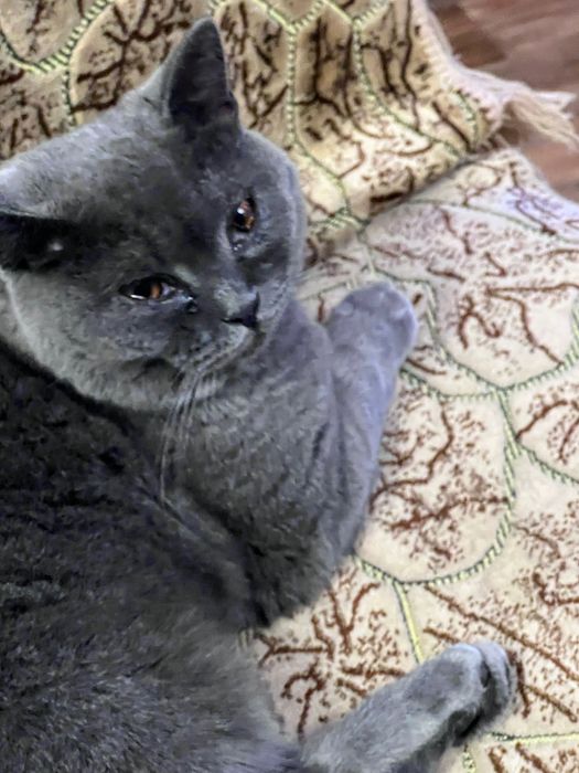 Потерялась кошечка