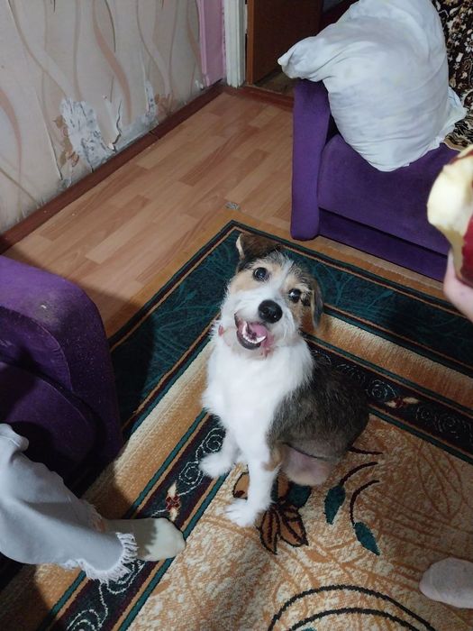 Собака в добрые руки