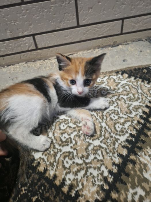 Uy mushuklari beriladi