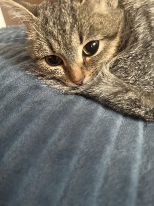 Отдам кошечку в добрые руки