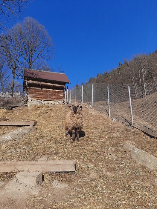 Vand berbecuț bucalau
