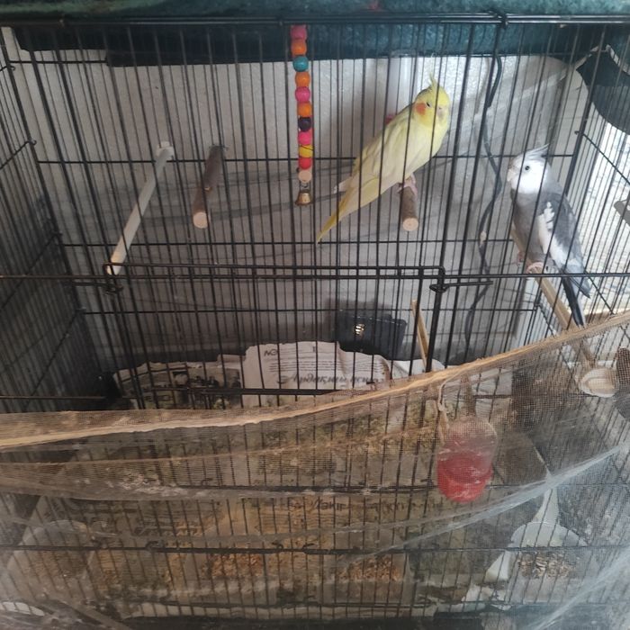 Птица папугай корелла