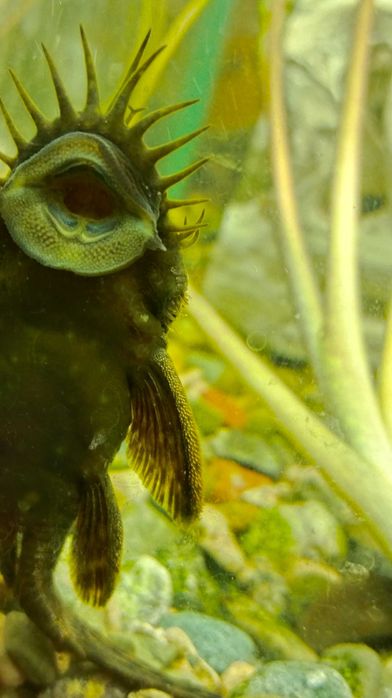 Анциструс самцы взрослые