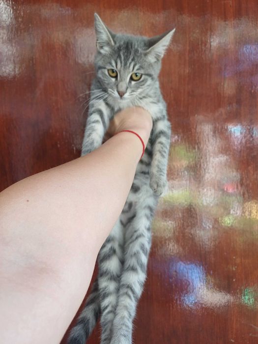 Женски гальовни котета си търсят дом