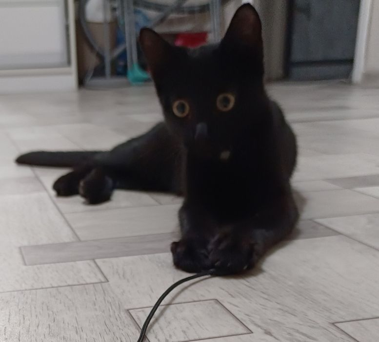 Котенок, 5 месяцев, мальчик!