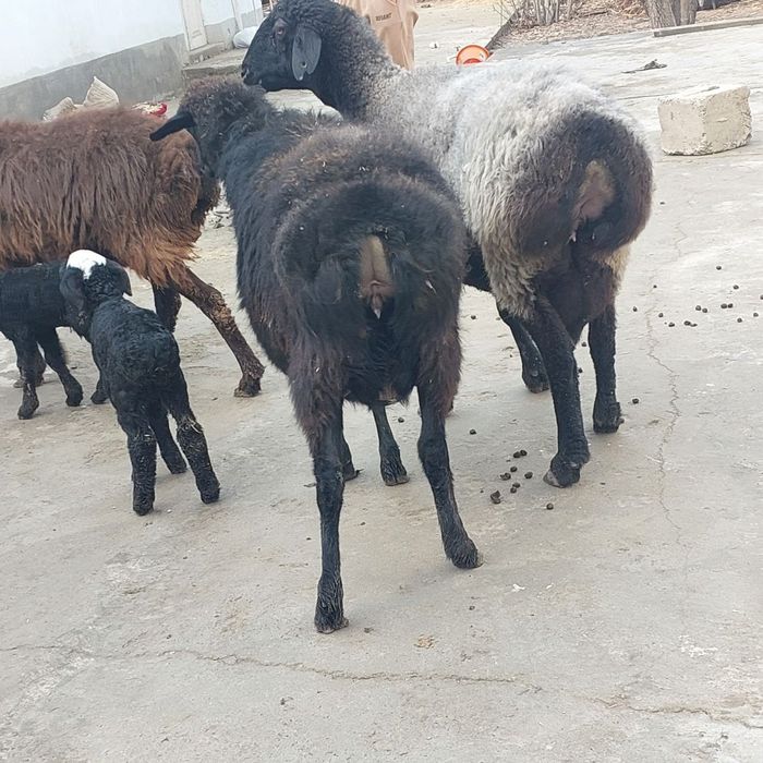 Бугоз куйлар сотилади т