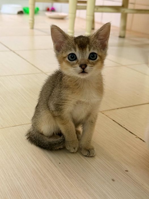 Чаузи котята шикарные