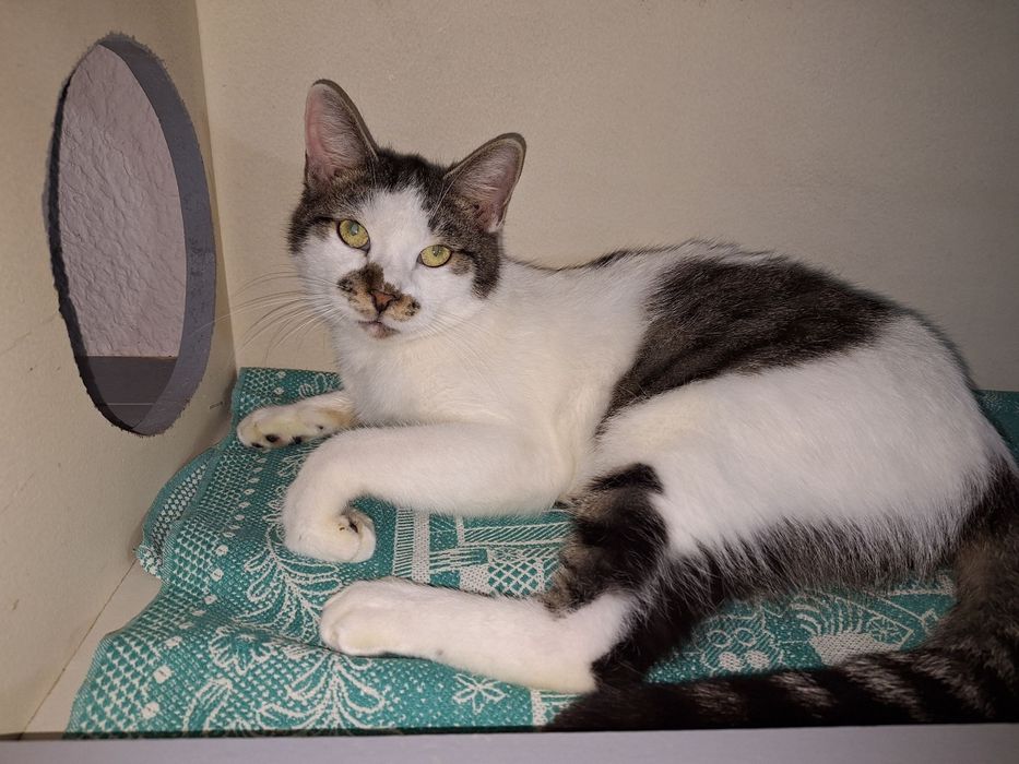 Возьми друниз приюта