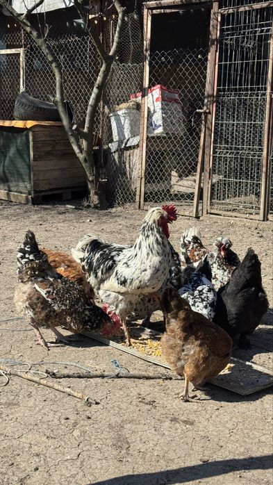 Ouă de casă pentru incubat