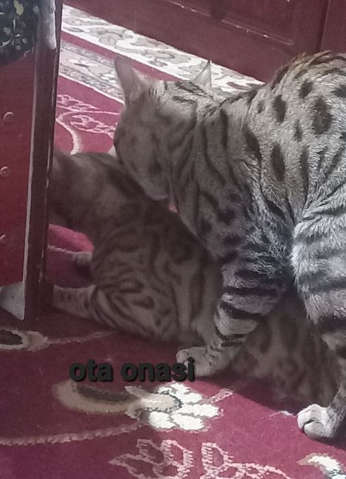 VYASKAGA toza nasl oliwni istaganla uchun