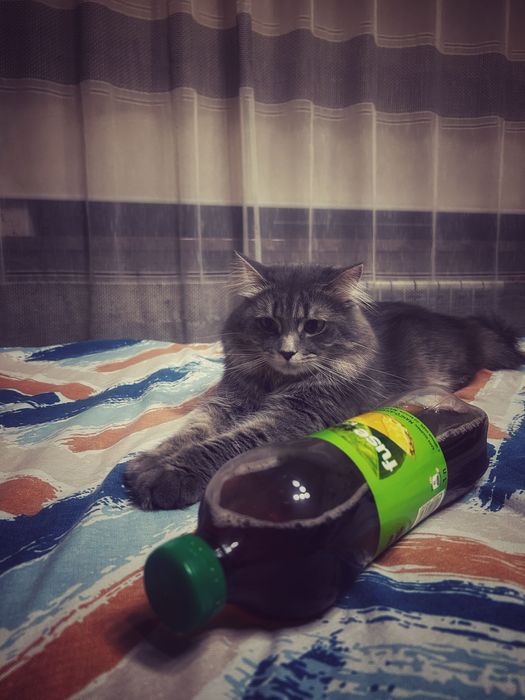 Кошка серая длинношерстная