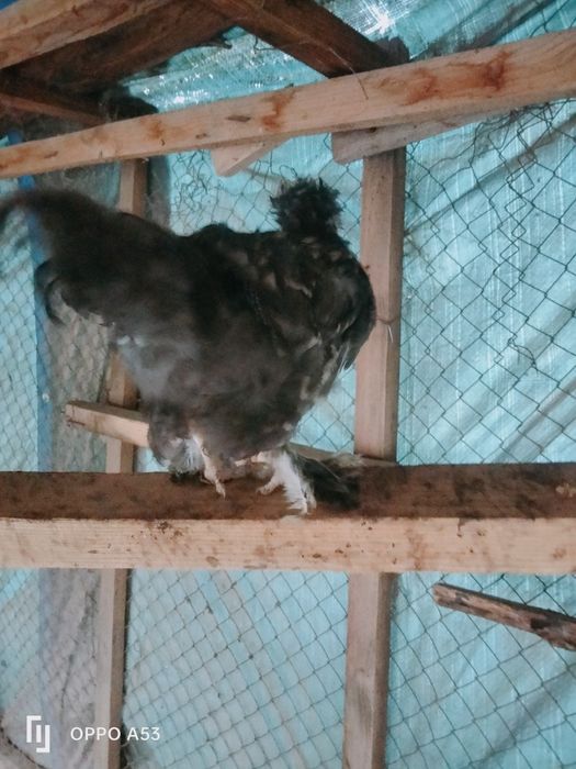 Продам японский карлик цыплята