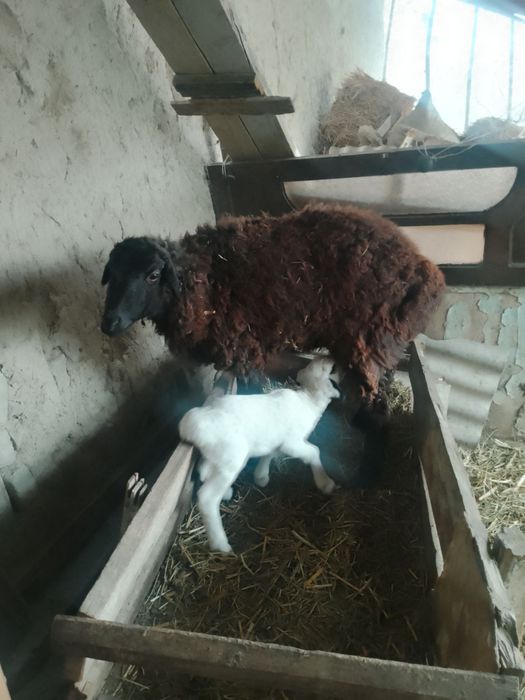 Ona bola qo'y sotiladi