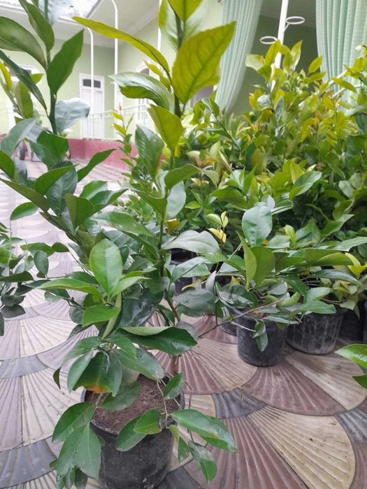 Liimon ko'chatlar sotiladi navi meyer ishonchli