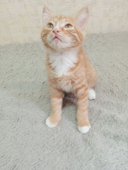 Золотистый красавчик котик