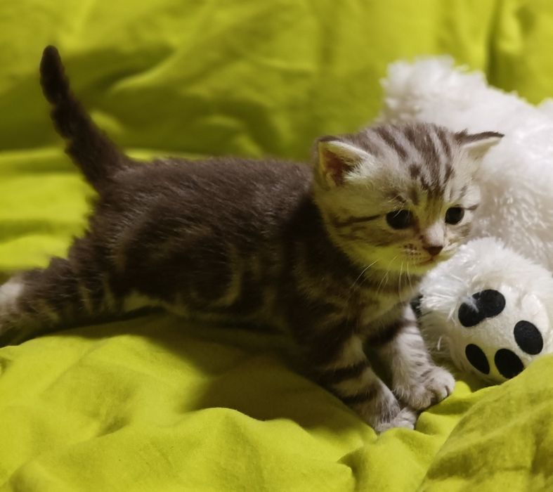 Продам котят скоттиш фолды  и скоттиш стратт