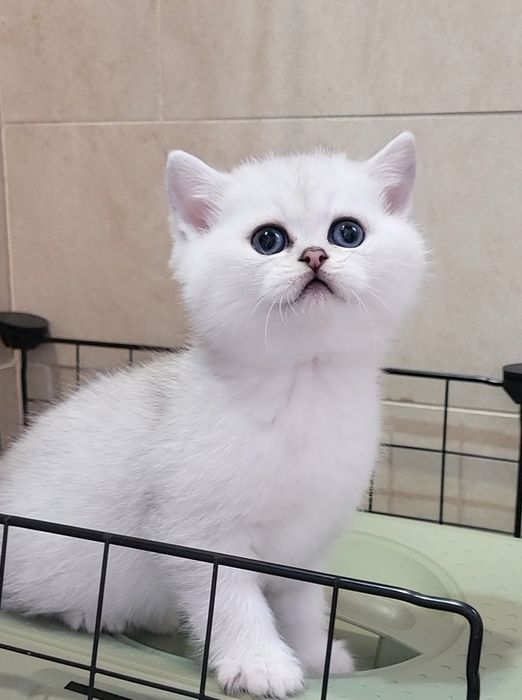 British shorthair & longhair chinchilla