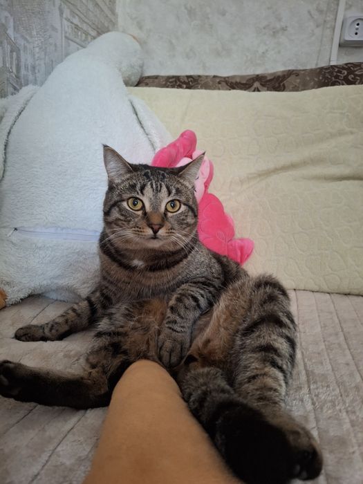 потерялся кот, в районе подгоры