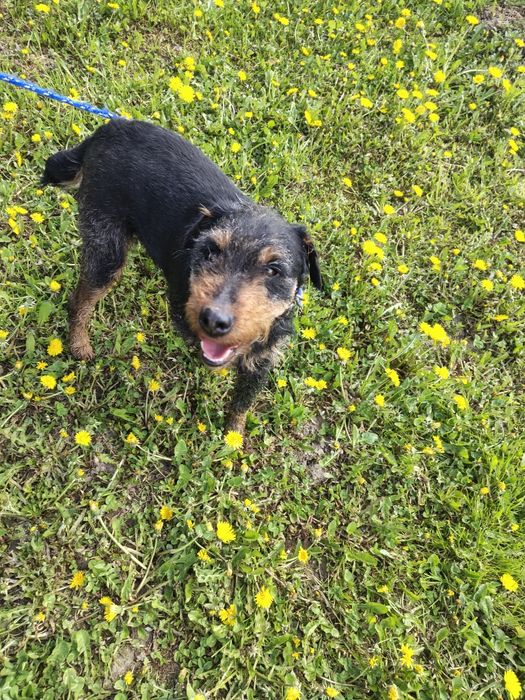 Vând câine de vânătoare jack terrier