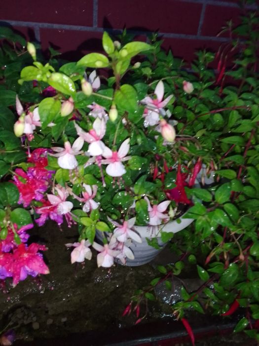 Продам цветы фуксии