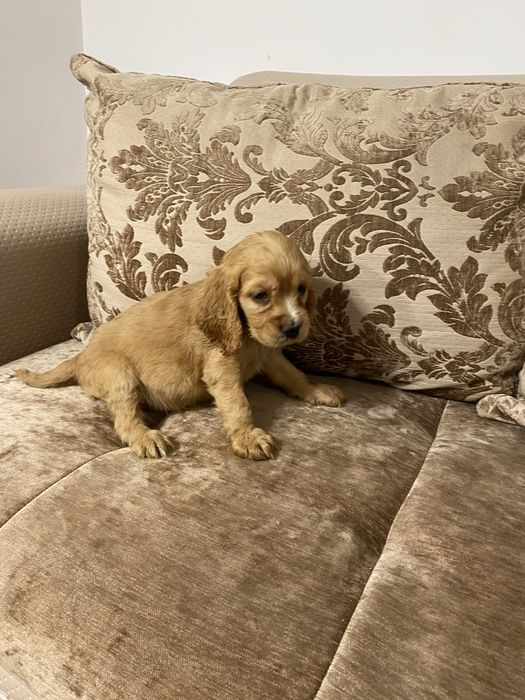 Cocker Spaniel disponibil