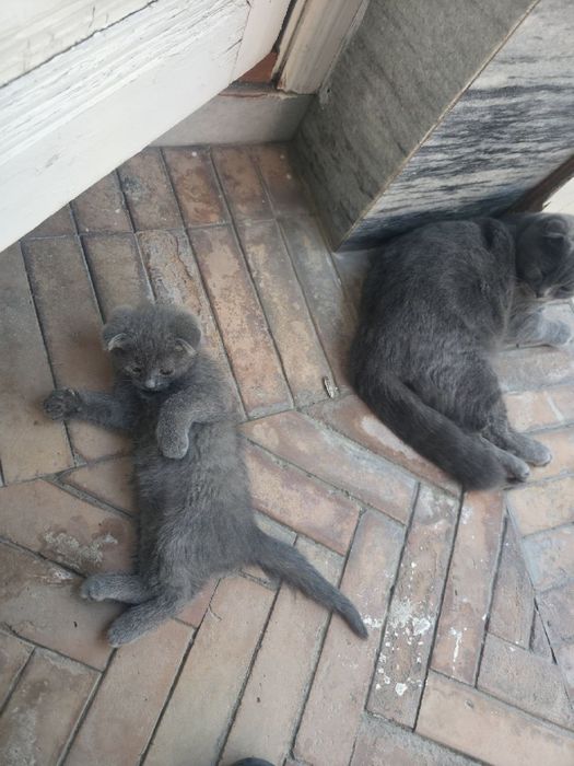 Котенок веслоухий скотиш фолд