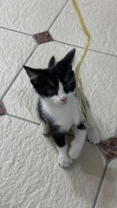 Котята. Mushukchalar