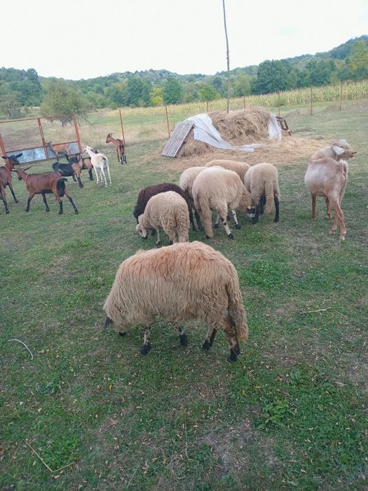 Vând oi lot complet – 1 berbec, 4 oi și 2 mieluțe