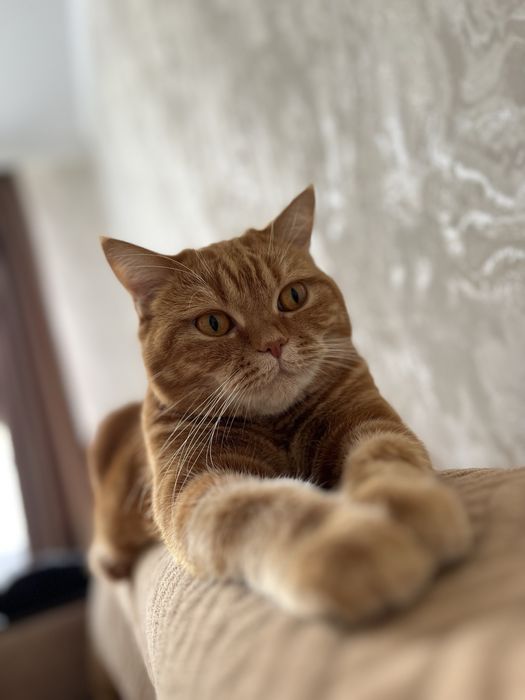 Британская короткошерстная кошка