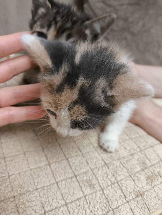 Кошечки бесплатно