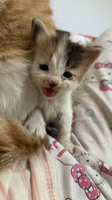 Трехцветный котенок