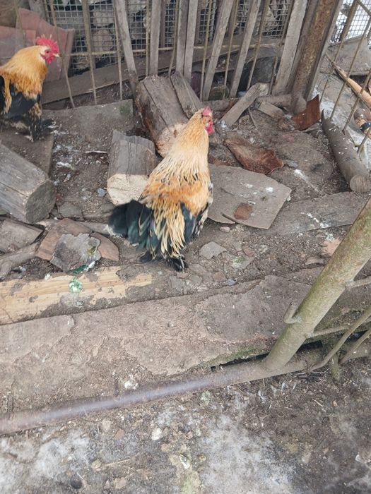 Cocoși pitici disponibili