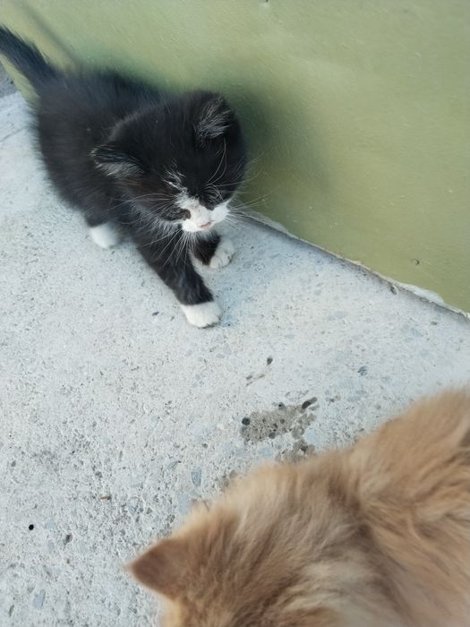 Отдам котят в хорошие руки