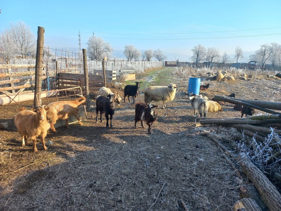 Vând  9  capre  cu 9  iezi