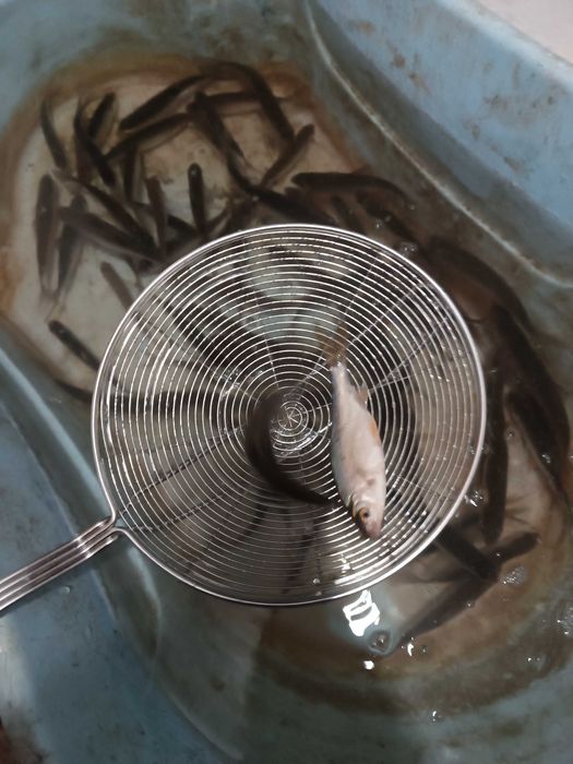 Малек живец для рыбалки