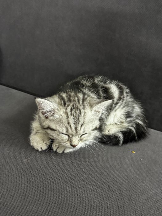 Продам шотландского котенка
