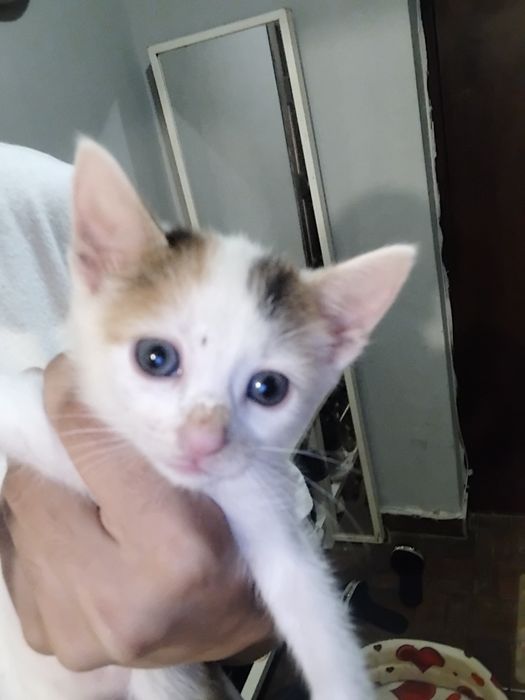 Pisoi  de  de adoptat urgent  ( 50 lei)