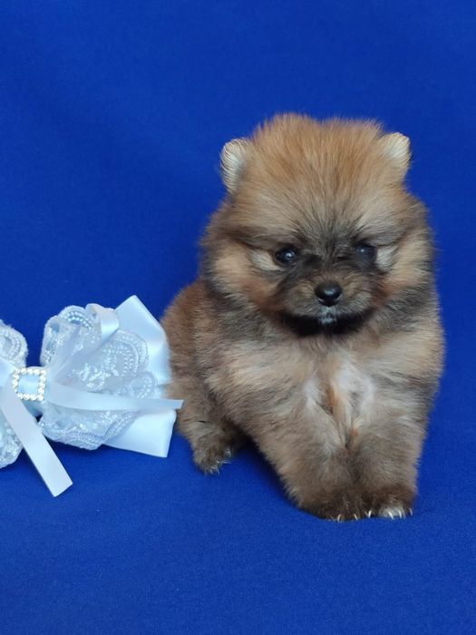 Щпицы разного окраса девочки и мальчики