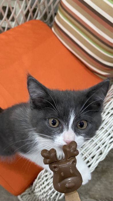 Котенок 3мес мальчик