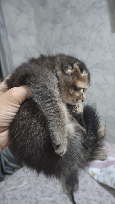 Продается котята шиншиллы